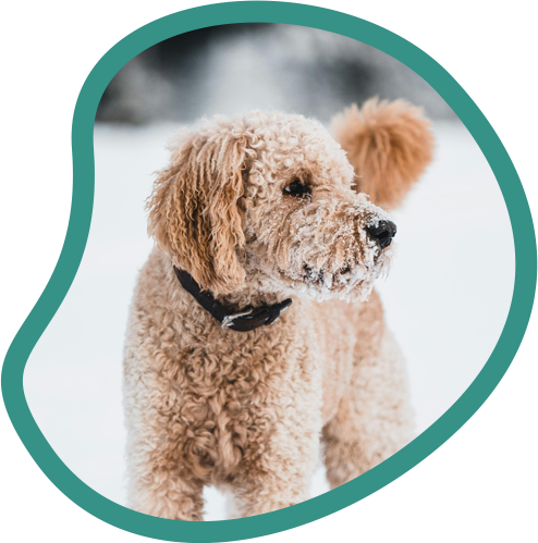 Unique Pet ID Creation