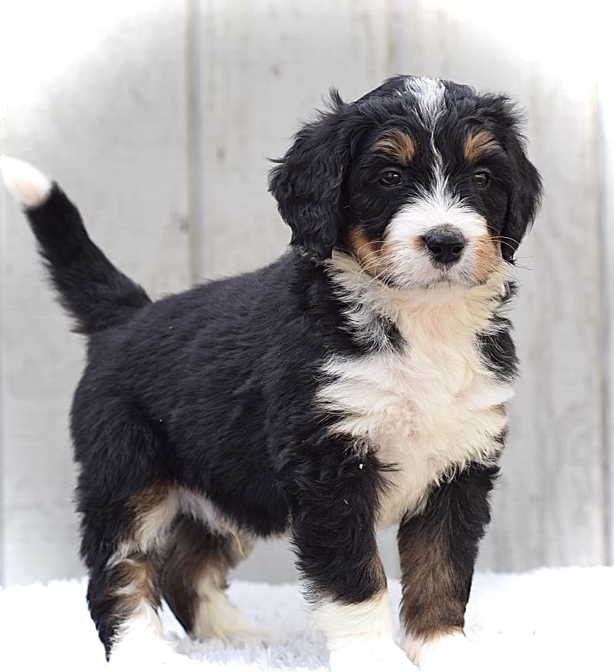 Pet Safety and Recovery Services